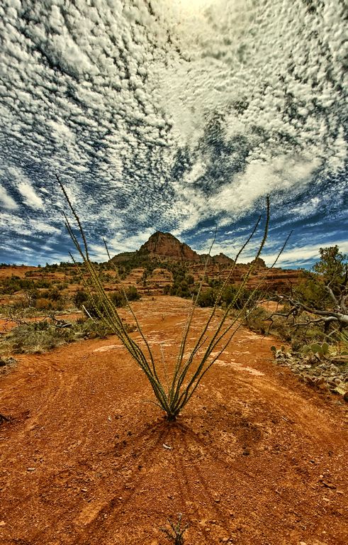 Ocotillo, Rocks and Clouds